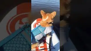 Собачья жизнь🤍