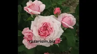 роза красный конь, блек баккара, кис ми кейт, регенсберг, питомник роз полины козловой, rozarium.biz