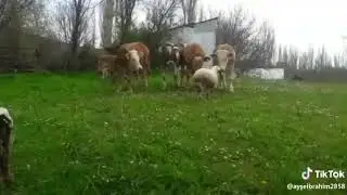 Бешеный баран  против стада коров😂😂😂