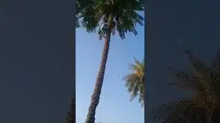How to Climb a Palm tree for dates | 