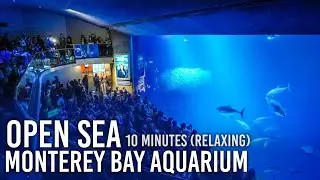 Open Sea Tank | Monterey Bay Aquarium [RELAXING 10 minutes]