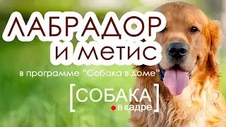 Лабрадор и Метис. Подружить собак.