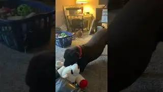 Hercules playing with lamb chop Part 3