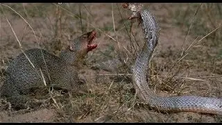 Mongoose vs  Snake. Who won?