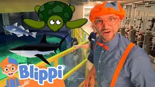 Learning Sea Animals With Blippi | Educational Videos For Toddlers | Animals For Kids