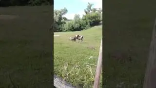 Бык VS баран
