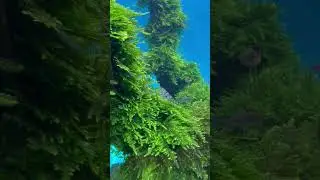 ❤️‍🔥#mashabloom #aquascape #aquarium #аквариум #fish #рыбки #fishtank #машаблюм