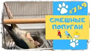 ПРИКОЛЫ С ПОПУГАЯМИ 🐤 Смешные Попугаи 🐣 Funny Parrots 