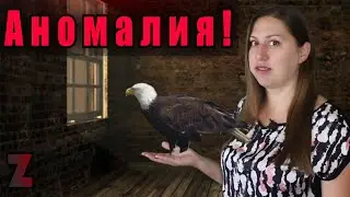 ЭТО НЕВЕРОЯТНО! Аномальное поведение животных!