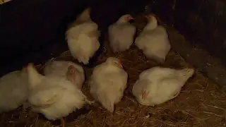 Мои бройлеры.
