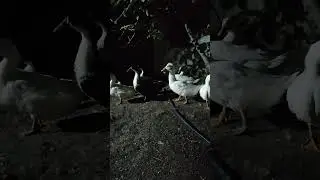 Гусям и уткам очень интересно...
