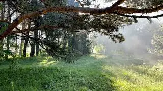 Morning in the Mountain Forest  Magical Nature and Gentle Sounds of Birds