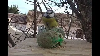 Les mésanges aux anges