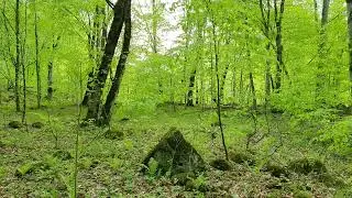 Immerse yourself in the world of Relaxation and Peace in the Spring Forest, among the Birdsong