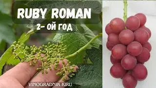 Ruby Roman. Прививка 2-го года .