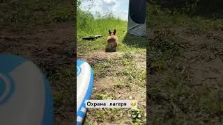 Собачья жизнь🤍