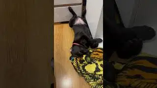 Самый сладкий сон 