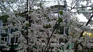 FZ Live - ЦВЕТЕНИЕ ДИЧКИ В ПИТЕРЕ НЕ ХУЖЕ ЯПОНСКОЙ САКУРЫ.