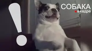 Собака прикол.(смешное видео про собаку).