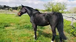 Circolo Ippico Masseria Mofetta - Happy Horses 2020