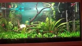 Мой аквариум Aquael CLASSIC 60, 54 литра - история приобретения/My aquarium Aquael CLASSIC 60