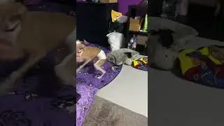 Dobby running and playing Part 3