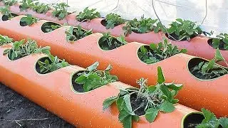 Strawberries in a tube strawberry bed from a tube planting strawberries in PVC pipes 200 mm