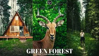Green Forest Preset | Lightroom Mobile Preset Free DNG | Forest preset | lightroom preset