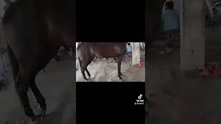 horse 🐎