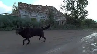внезапное нападение агрессивной собаки на человека