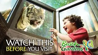 Review of EVERY Busch Gardens Tampa Animal Exhibits