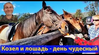 Верхом по австралийскому бушу. Развлекуха для самых спокойных. (видео 583)