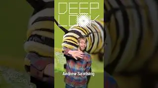 Meet Our Deep Look Intern | #DeepLook #Shorts