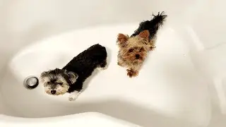 Step-by-Step Yorkie Bath Routine 🐾 | Adorable Grooming Moments After Café Fun! 🛁✨
