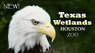 Tour of the Brand New! Texas Wetlands | Houston Zoo
