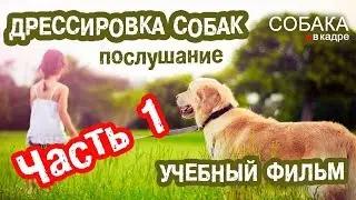 Дрессировка собак. Послушание (Часть 1).