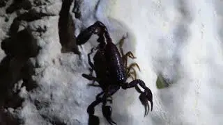 Scorpion (Euscorpius carpathicus) în România!