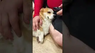 Собачья жизнь🤍