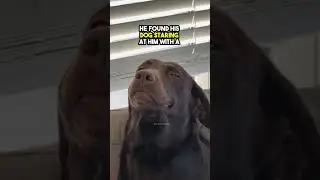 This Cheeky Dog Messed up the Pillows and thinks he's the Boss 😂