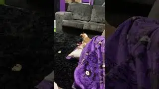 Dobby playing with a toy