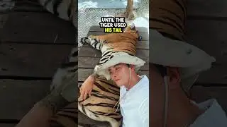 This Guy Messed around with a Tiger and got Instant Karma 😂🙄
