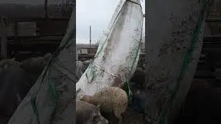 Обед у свиней, 250 голов.