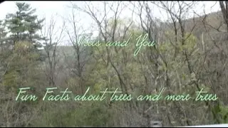 Trees And You- A tree 