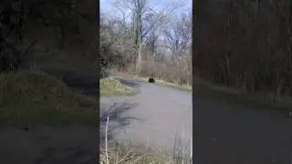 Свинки вьетнамские на прогулки в парке.