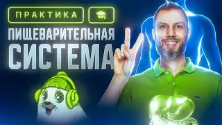 Пищеварительная система | ЕГЭ-2025 по биологии