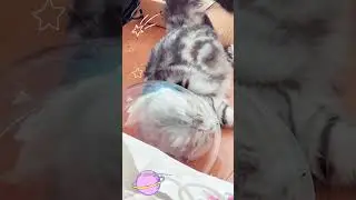 An average morning for my cat 🥲