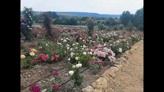 Рабочие Будни .Питомник Роз Полины Козловой rozarium biz