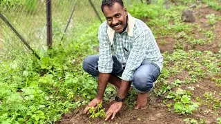 एक पौधा आज हम भी लगाये