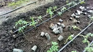 Высадка рассады томата - без полива грунта