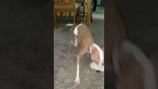 Dobby running and playing